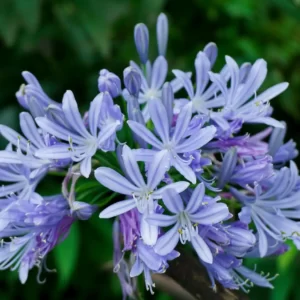 Flowers Soulmate Quiz Agapanthus