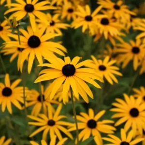 Flowers Soulmate Quiz Black-eyed Susan