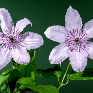 Flowers Soulmate Quiz Clematis