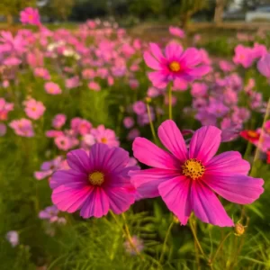 Flowers Soulmate Quiz Cosmos