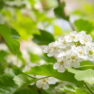 Flowers Soulmate Quiz Hawthorn