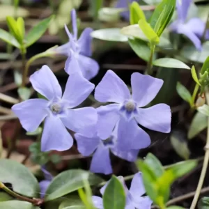 Flowers Soulmate Quiz Periwinkle