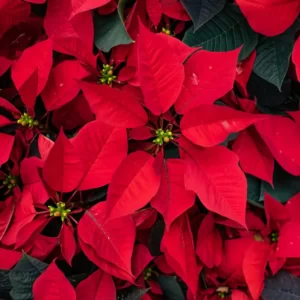 Flowers Soulmate Quiz Poinsettia
