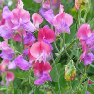 Flowers Soulmate Quiz Sweet pea