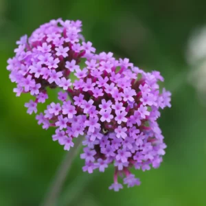 Flowers Soulmate Quiz Verbena