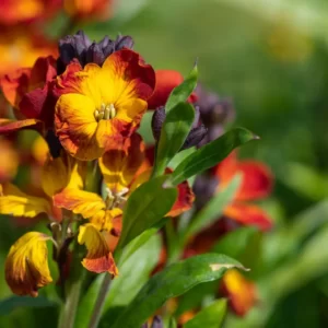 Flowers Soulmate Quiz Wallflower