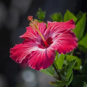 Flowers Soulmate Quiz Hibiscus