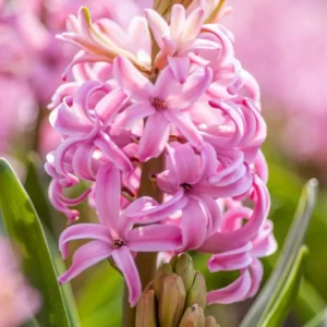 Flowers Soulmate Quiz Hyacinth