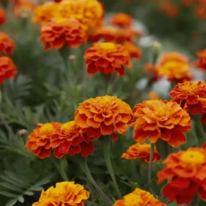 Flowers Soulmate Quiz Marigold