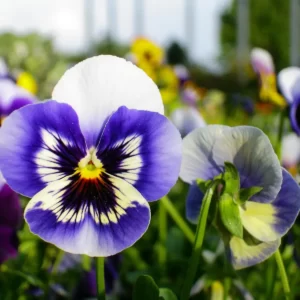 Flowers Soulmate Quiz Pansy