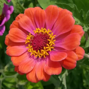 Flowers Soulmate Quiz Zinnia