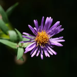 Flowers Soulmate Quiz Aster