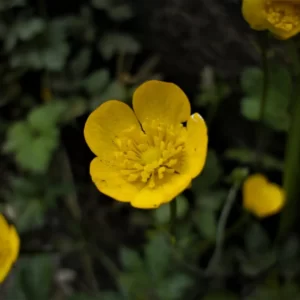 Flowers Soulmate Quiz Buttercup