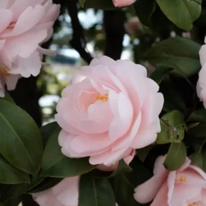 Flowers Soulmate Quiz Camellia