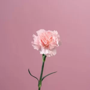 Flowers Soulmate Quiz Carnation