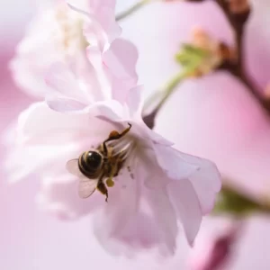 Flowers Soulmate Quiz Cherry blossom