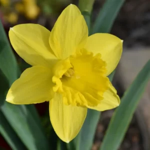 Flowers Soulmate Quiz Daffodil
