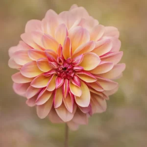 Flowers Soulmate Quiz Dahlia