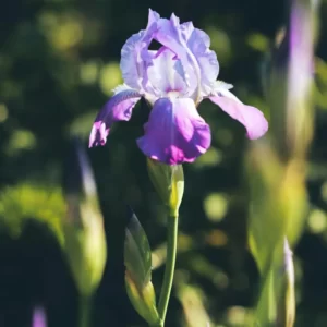 Flowers Soulmate Quiz Iris