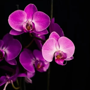 Flowers Soulmate Quiz Orchid