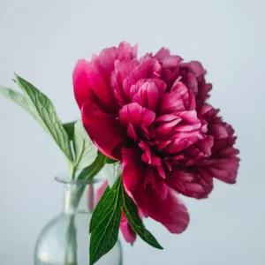 Flowers Soulmate Quiz Peony
