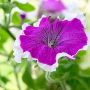Flowers Soulmate Quiz Petunia