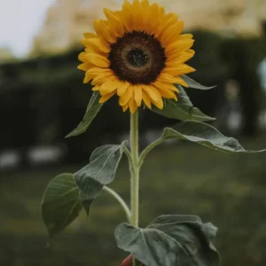 Flowers Soulmate Quiz Sunflower