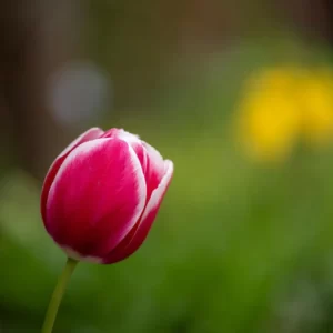 Flowers Soulmate Quiz Tulip