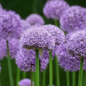 Flowers Soulmate Quiz Allium