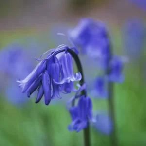 Flowers Soulmate Quiz Bluebell