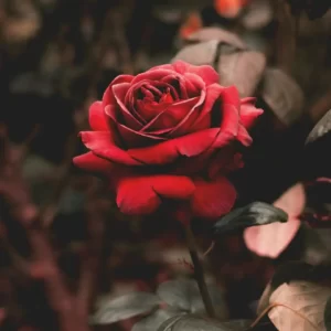 Flowers Soulmate Quiz Rose