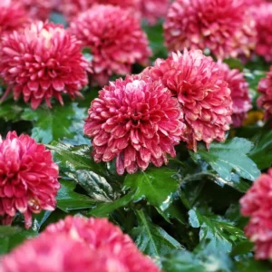 Flowers Soulmate Quiz Chrysanthemum