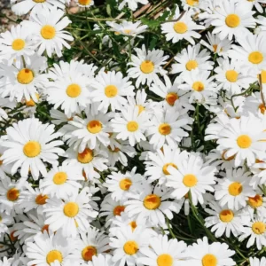 Flowers Soulmate Quiz Daisy