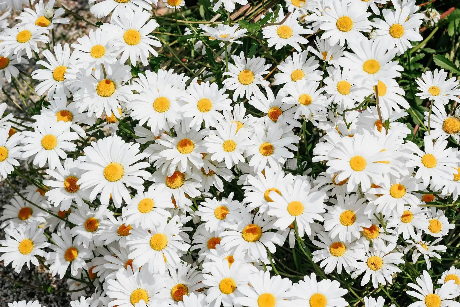 What's White? General Knowledge Quiz Daisy