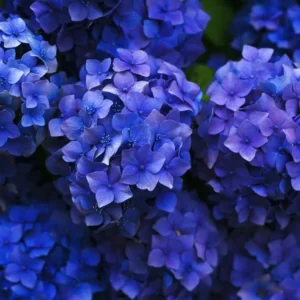 Flowers Soulmate Quiz Hydrangea