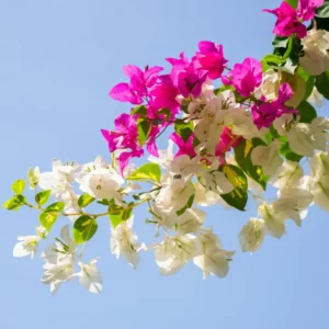 Flowers Soulmate Quiz Bougainvillea