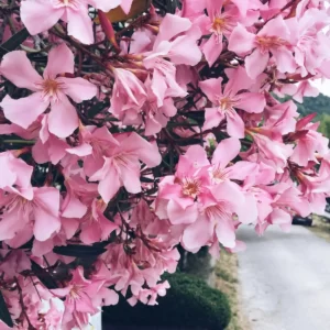 Flowers Soulmate Quiz Oleander