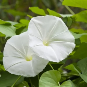 Flowers Soulmate Quiz Moonflower
