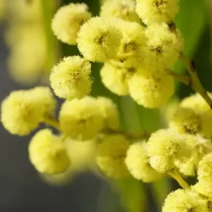 Flowers Soulmate Quiz Mimosa