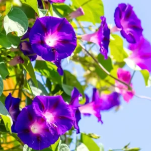 Flowers Soulmate Quiz Morning glory