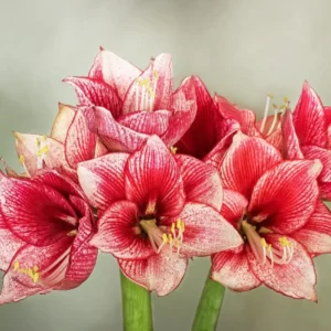 Flowers Soulmate Quiz Amaryllis