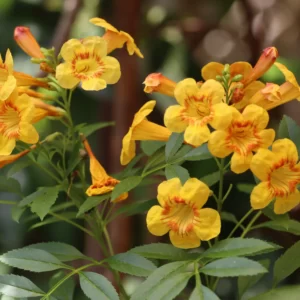 Flowers Soulmate Quiz Yellow bell