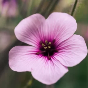 Flowers Soulmate Quiz Geranium