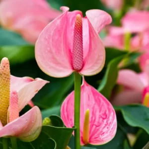 Flowers Soulmate Quiz Anthurium