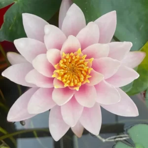 Flowers Soulmate Quiz Water lily
