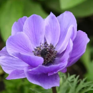 Flowers Soulmate Quiz Anemone