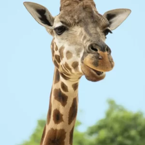 Pick Animals & Find Out Your True Season Quiz Giraffe