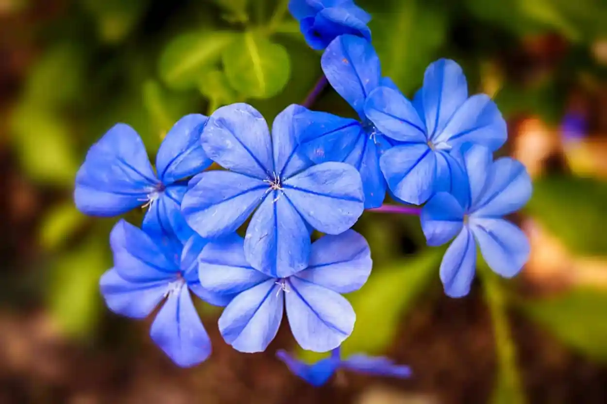 What's Blue? General Knowledge Quiz Blue cape leadwort flowers