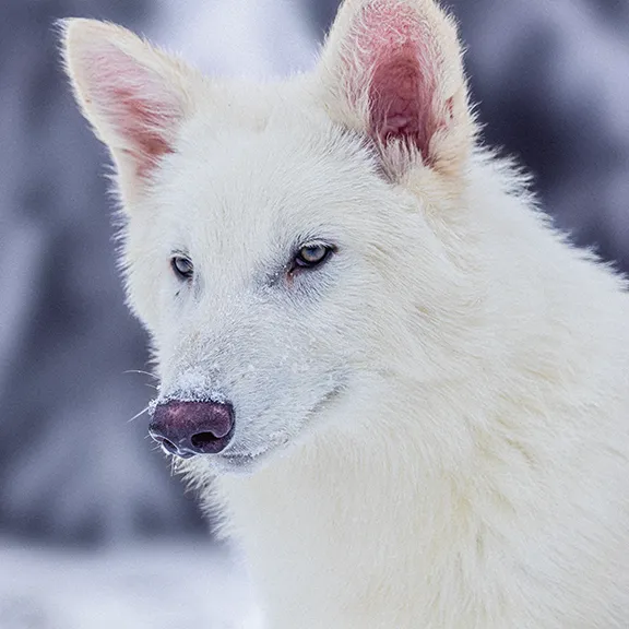 Winter is Coming