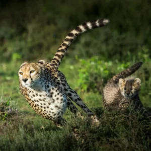 Pick Animals & Find Out Your True Season Quiz Cheetah